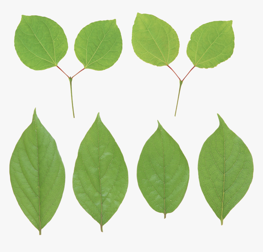 Transparent Plant Stem Png - Lemon Leaf Png, Png Download