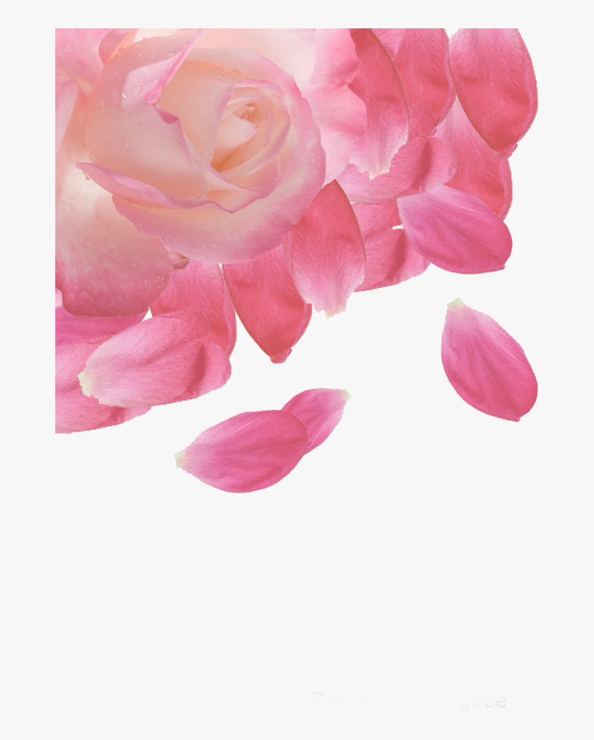 #ftestickers #flower #rose #petals #border #corner - Hybrid Tea Rose, HD Png Download
