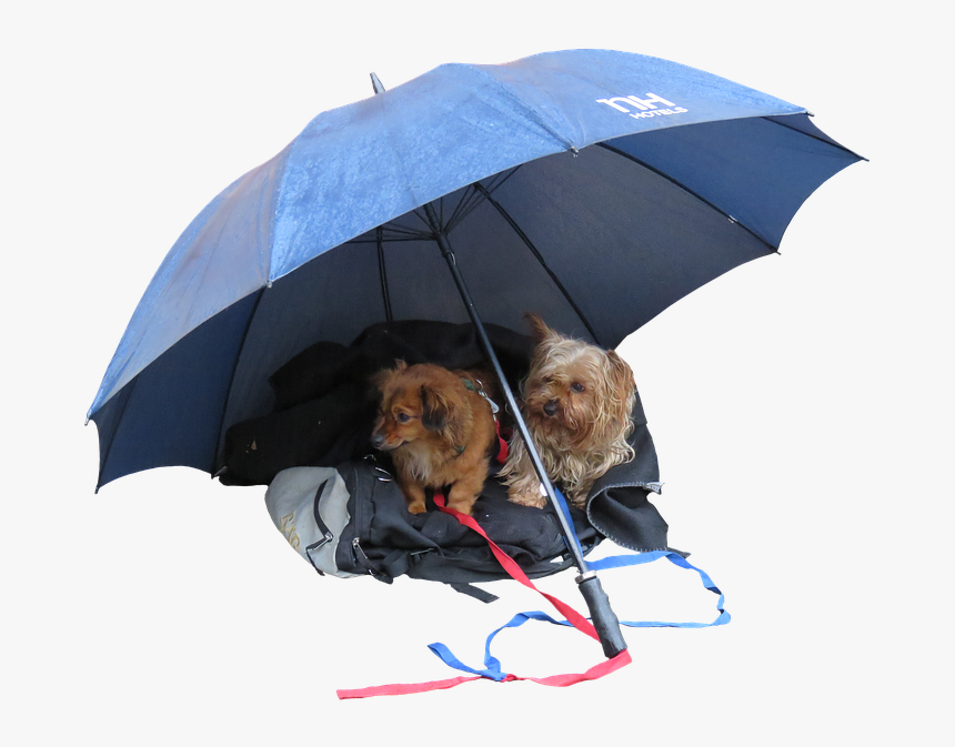 Farewell, Partner, Alone, Leave, Dog, Png, Isolated - Dogs That Dont Want To Go Out, Transparent Png