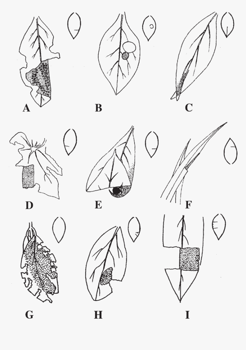 Sketch, HD Png Download