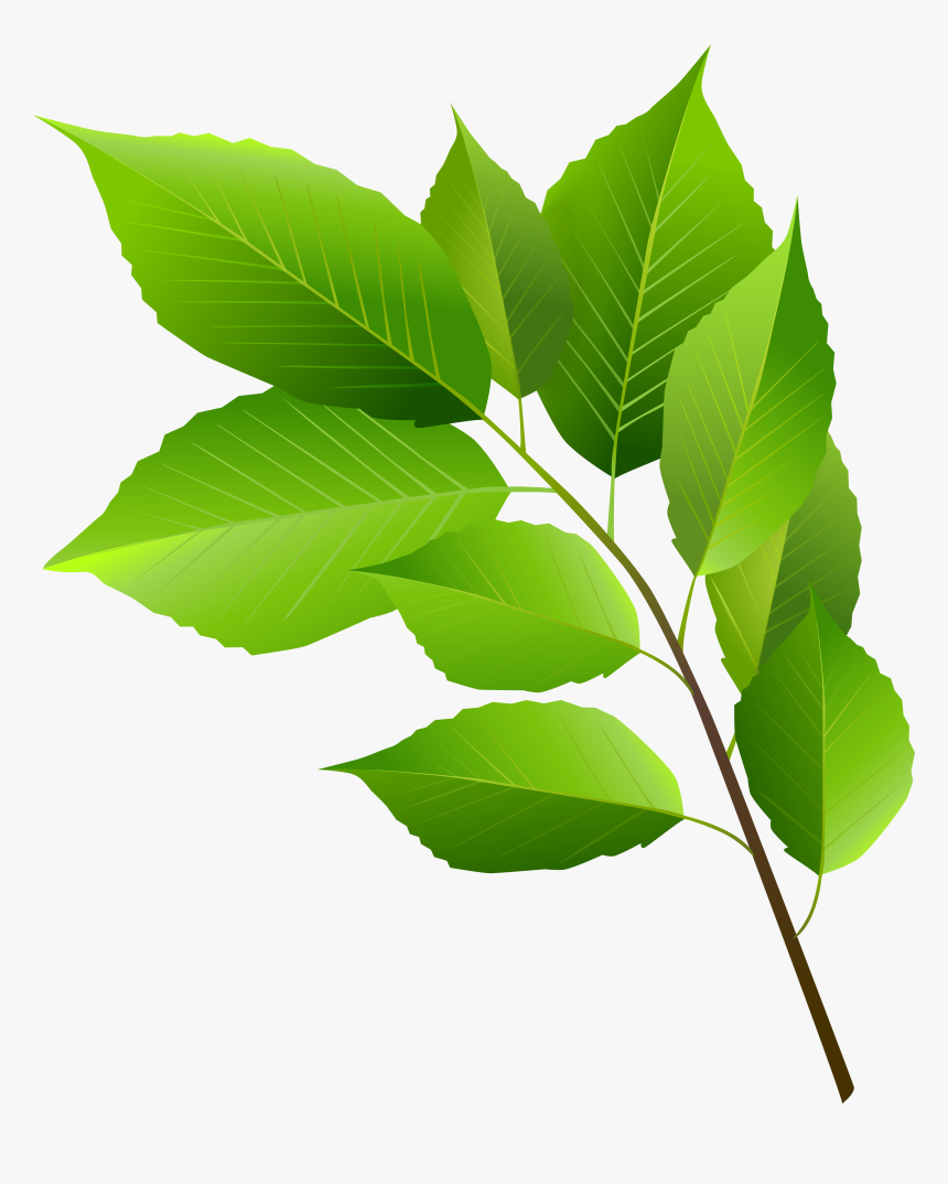 Spring Branch With Green, HD Png Download