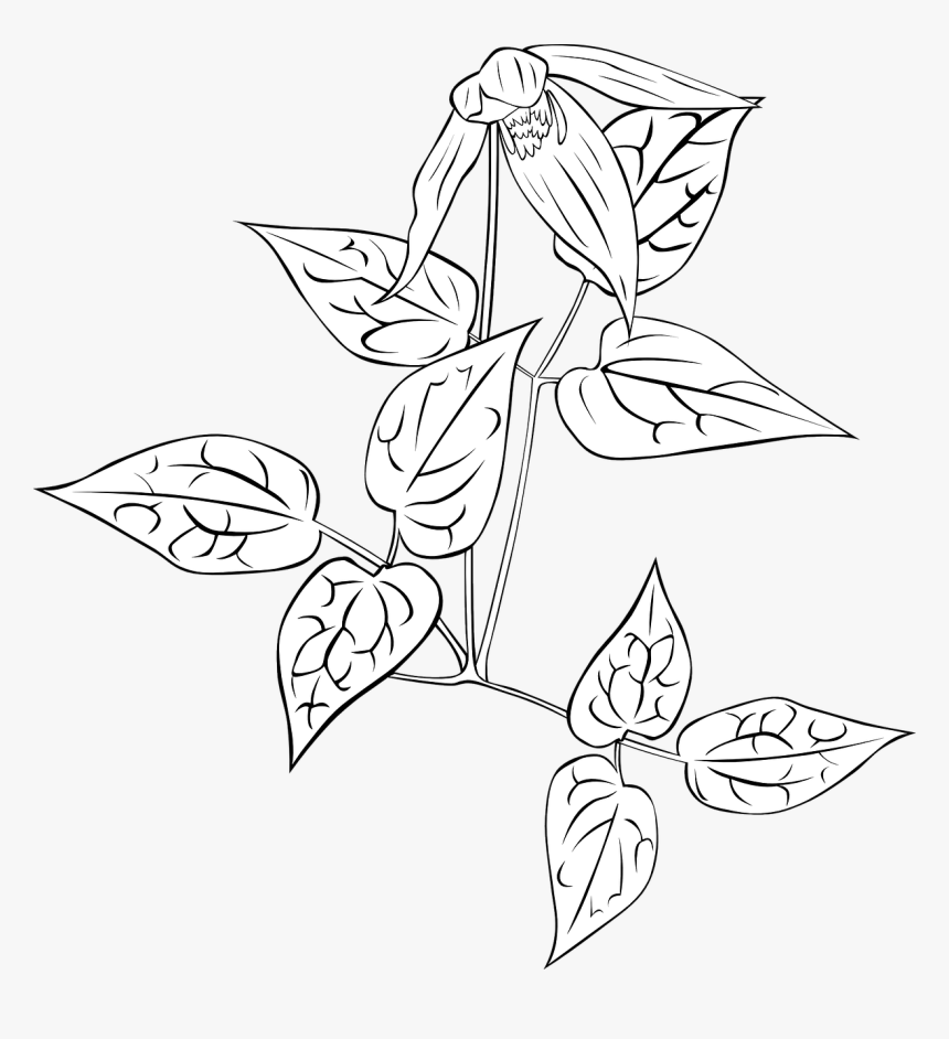 Nightshade Plant Clematis Free Picture, HD Png Download