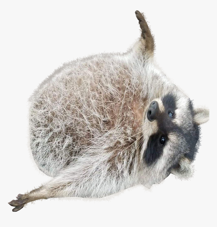 Transparent Racoon Png - Chonky Raccoon, Png Download