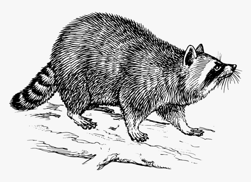 Transparent Racoon Png - Raccoons Black And White, Png Download