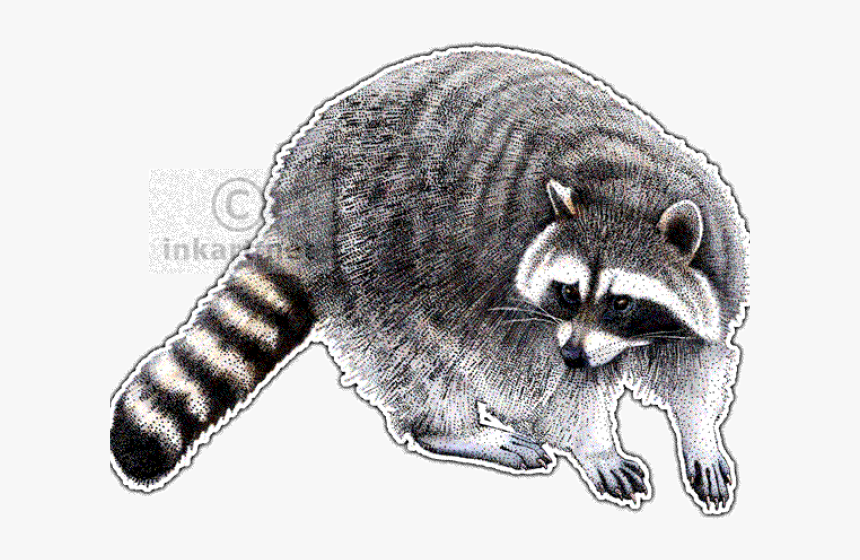 Red Dead Redemption 2 Raccoon, HD Png Download