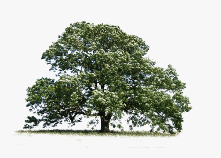 Transparent Ash Png - Ash Tree Transparent Background, Png Download