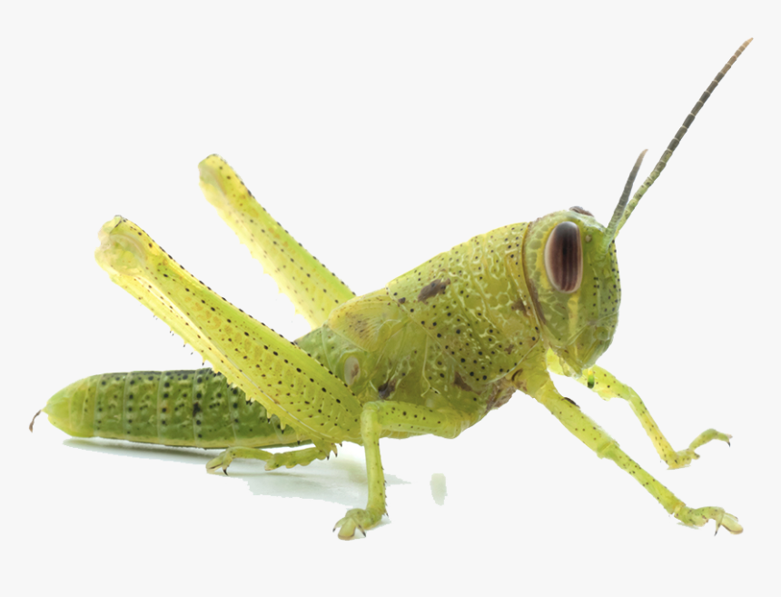 Download Grasshopper Png Transparent Image - Grasshopper 1st Stage Nymph, Png Download