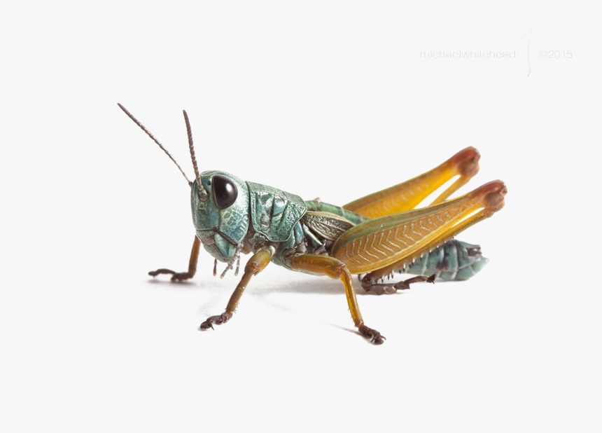 Grasshopper In Hindi, HD Png Download