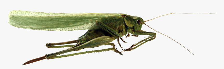 Grasshopper Png Image - Кузнечик Пнг, Transparent Png