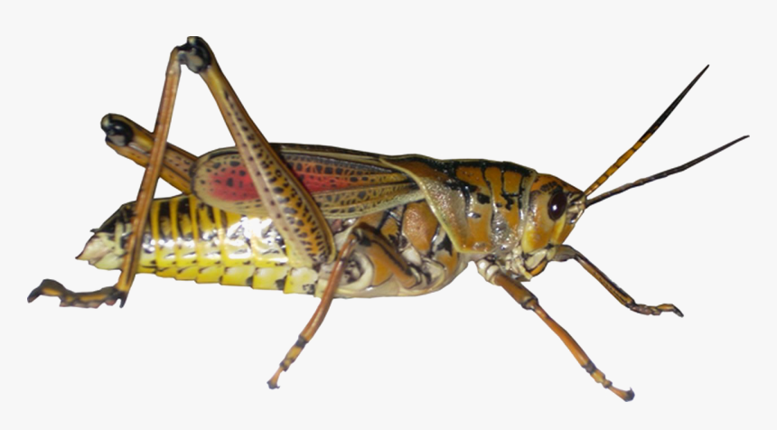 Grasshopper Png Picture - Grasshopper Png, Transparent Png
