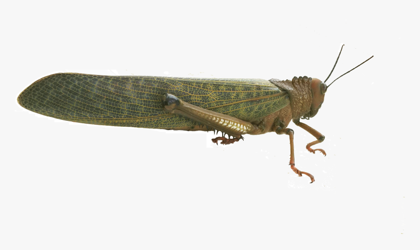 Band Winged Grasshoppers, HD Png Download