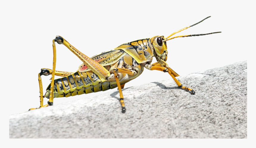 Caelifera, Grasshopper, Romalea Microptera, Insect - Insect Grasshopper, HD Png Download
