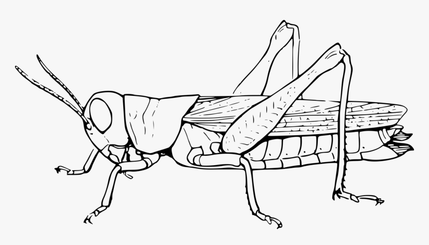 Clip Art Insect The Ant And - Grasshopper Black And White, HD Png Download
