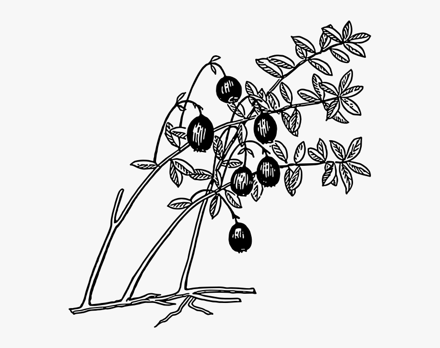 Cranberry Png Clip Arts - Cranberry Coloring Page, Transparent Png