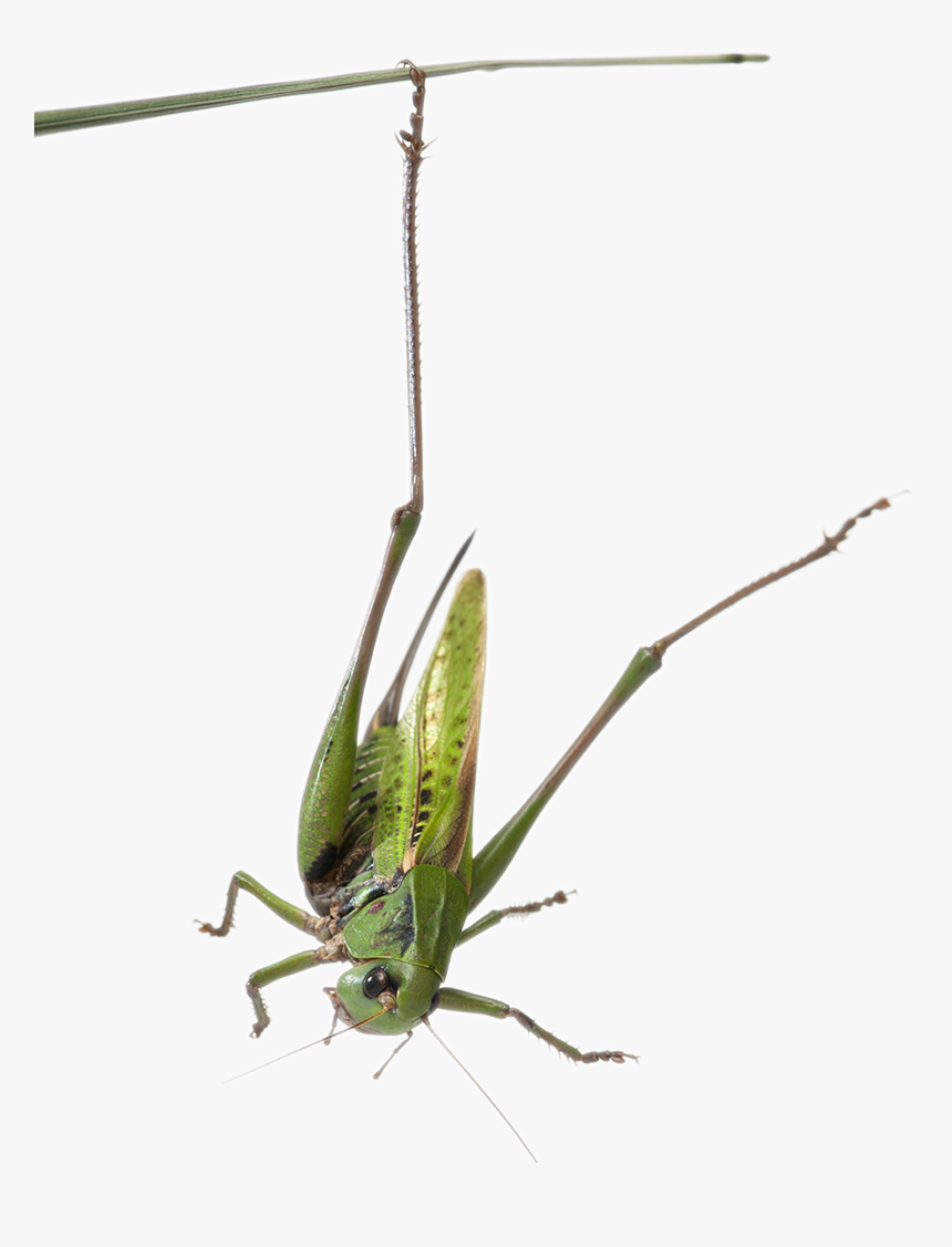 Habitat-grasshopper - Grasshopper, HD Png Download