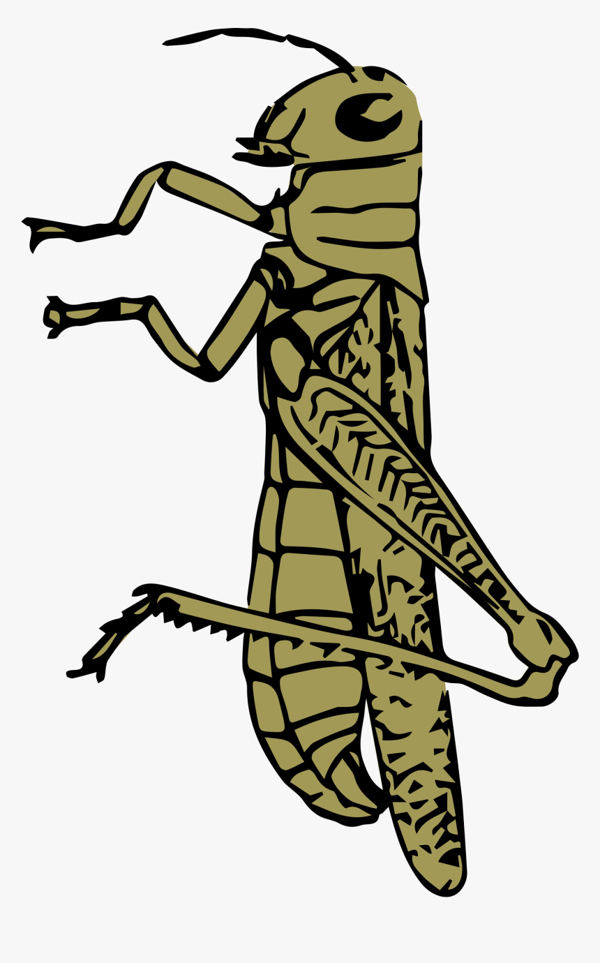 Grasshopper Color Clip Arts - Caelifera Drawing, HD Png Download