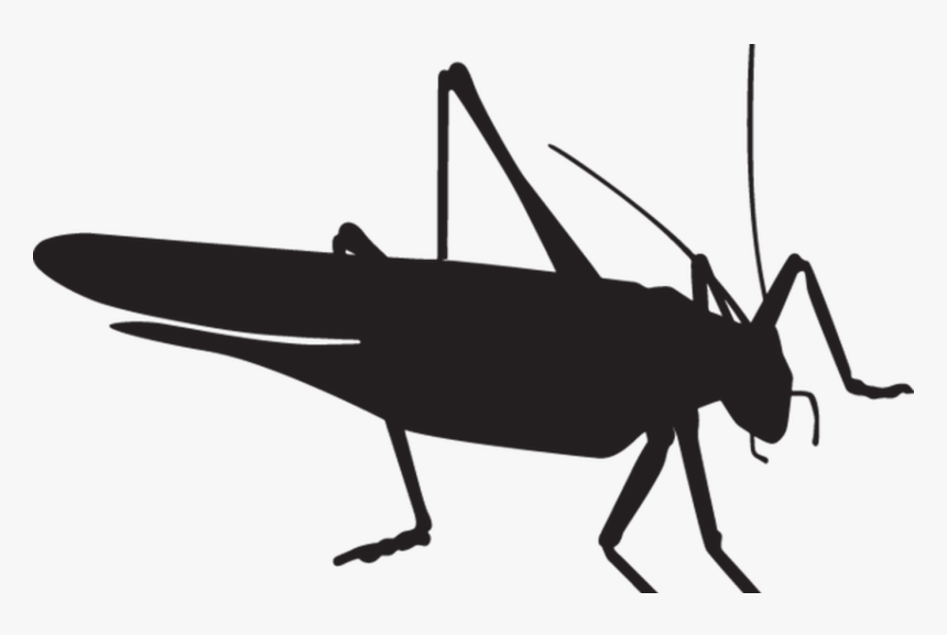 Transparent Free Praying Mantis Clipart - Grasshopper Silhouette Png, Png Download