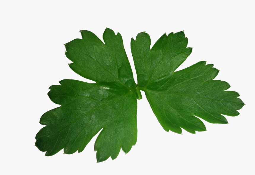 Hoja De Cilantro Png, Transparent Png