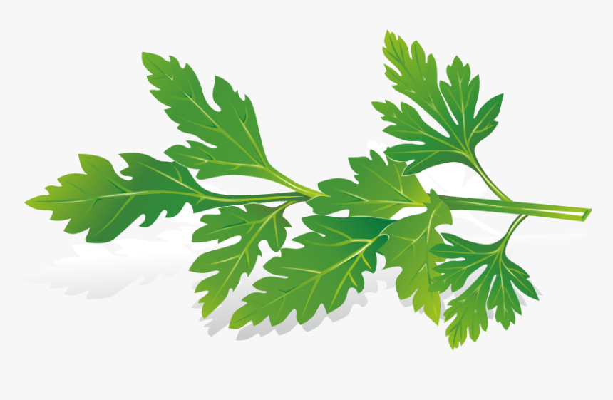Planting Clipart Herb - Herb Clipart, HD Png Download
