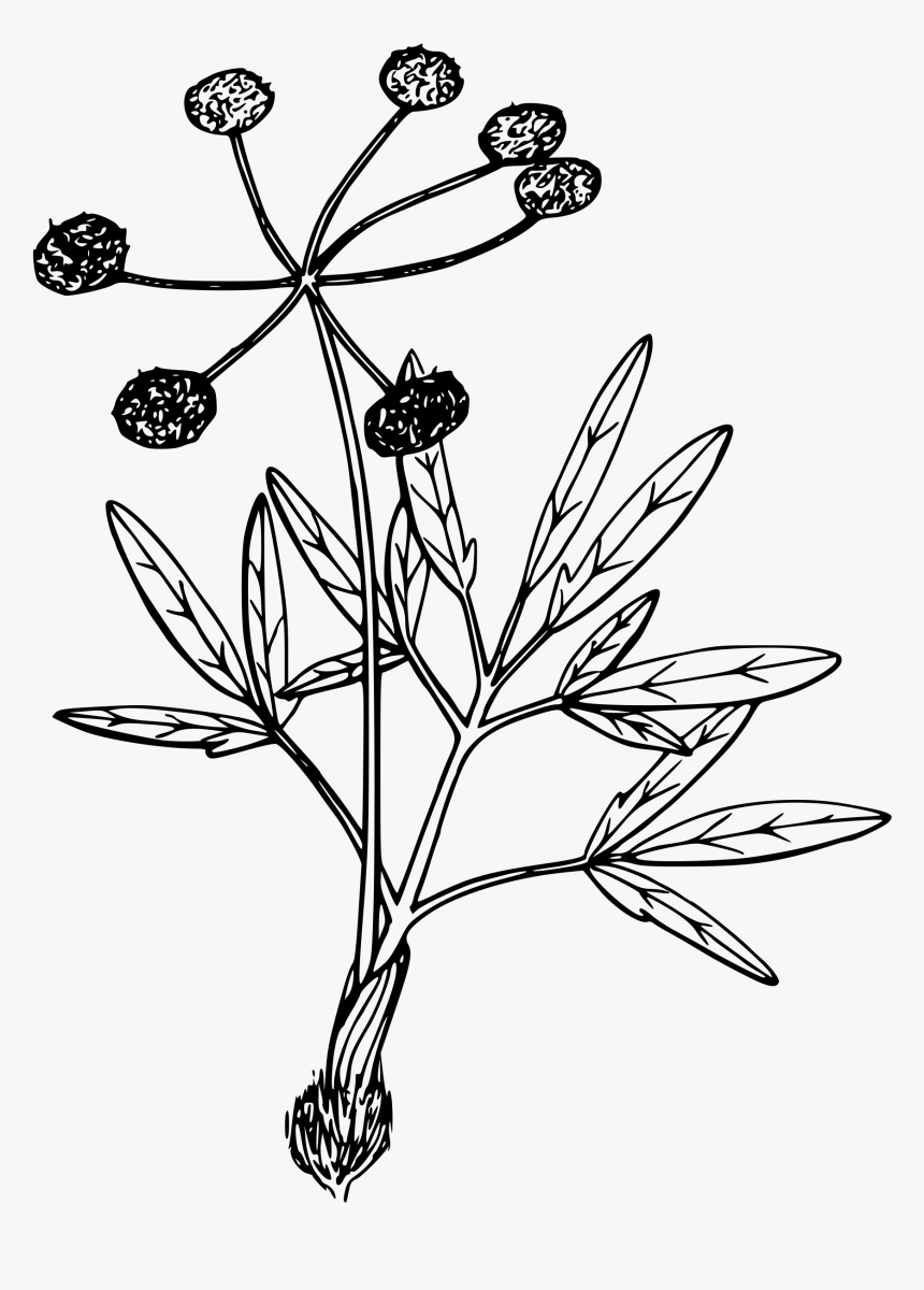 Swale Desert Parsley - Parsley, HD Png Download