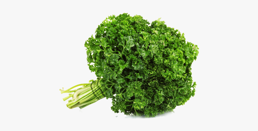 Clip Art Parsley Bunch - Parsley Curly, HD Png Download