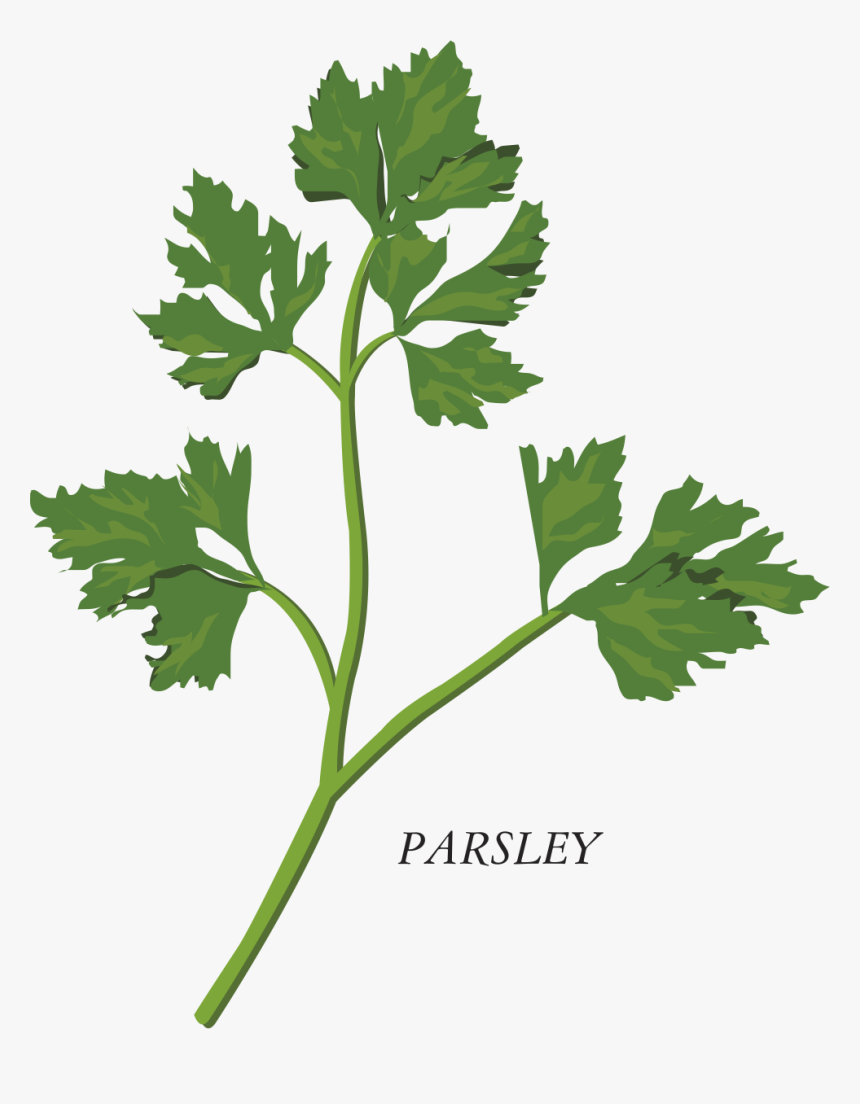 Transparent Parsley Png Herb Clipart, Png Download , Transparent Png
