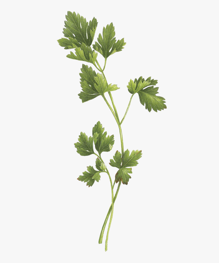 Tattoo Parsley Sage Rosemary And Thyme, HD Png Download