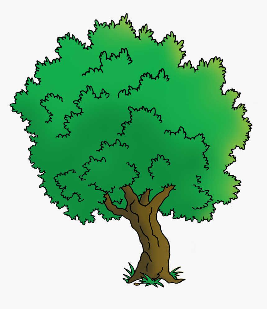 Oak, HD Png Download