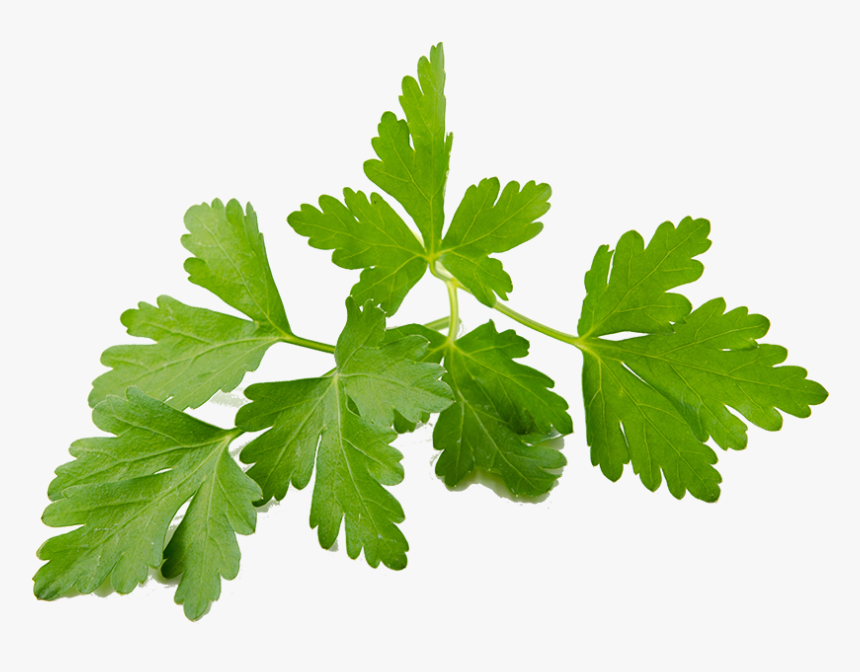 Coriander Sprouts - Coriander, HD Png Download