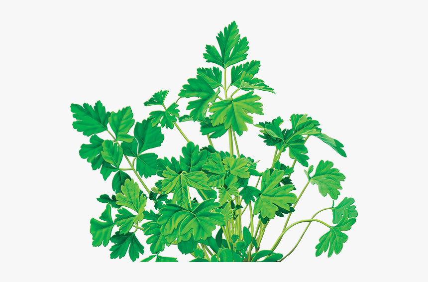 Parsley Tea Brands, HD Png Download