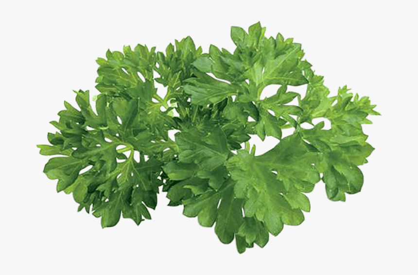 Herbs Plan View, HD Png Download