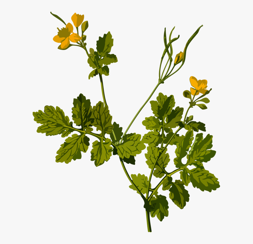 Plant,flower,leaf - Chelidonium Majus, HD Png Download
