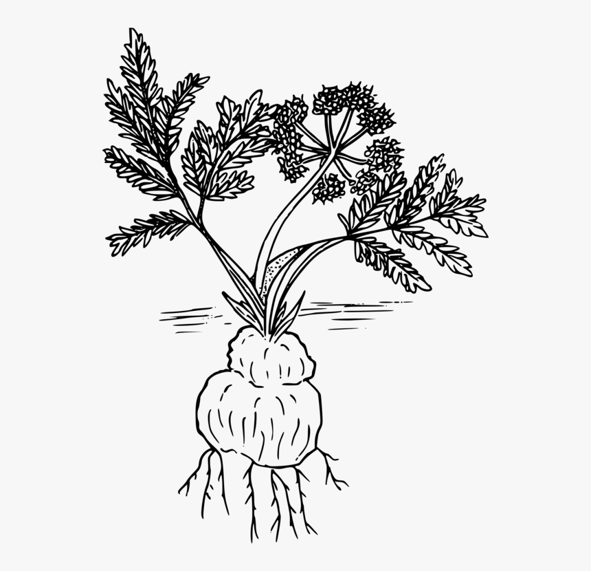 Twig Leaf Plants Tree - Drawing, HD Png Download