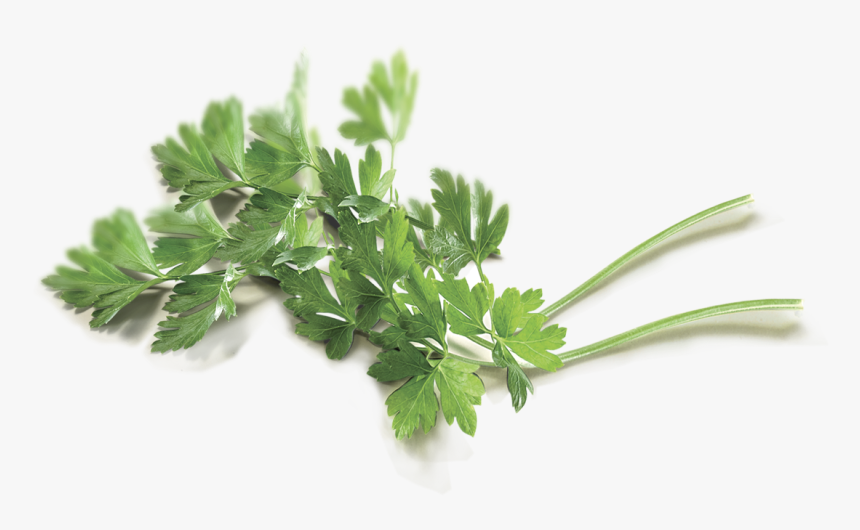Coriander, HD Png Download