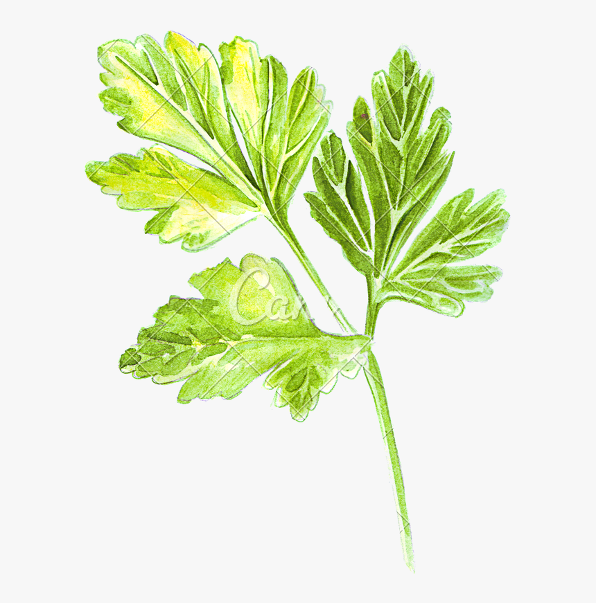 Transparent Parsley Png - Parsley Drawing Transparent, Png Download