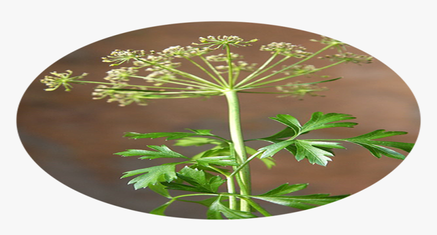 Cow Parsley, HD Png Download