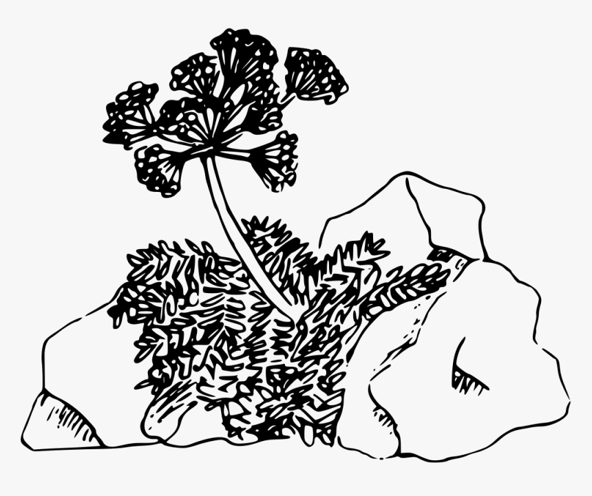 John Day Valley Desert Parsley - Clip Art, HD Png Download