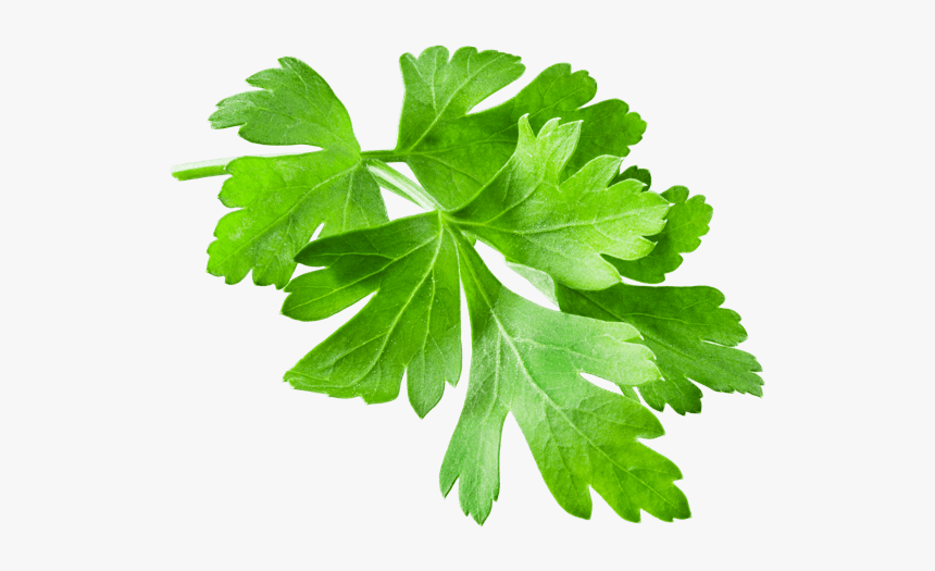 Parsley, HD Png Download