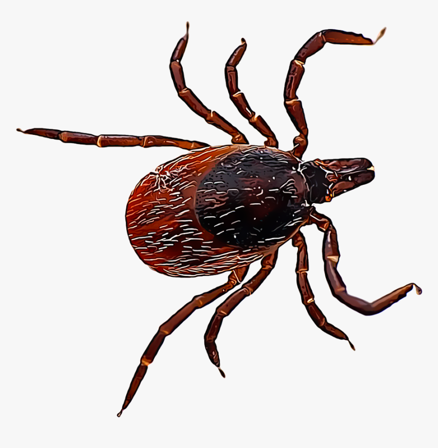Ixodes Scapularis, HD Png Download