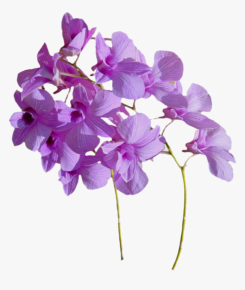 Real Flowers Png Download - Real Flowers Png Transparent, Png Download