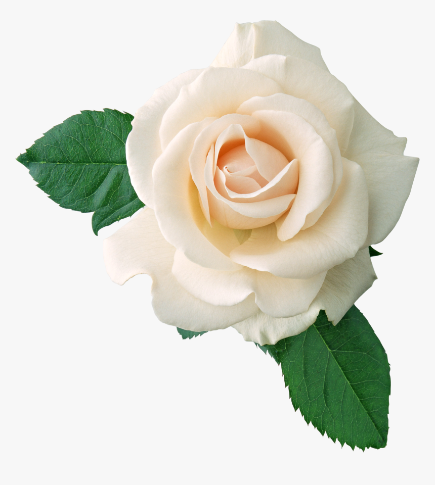 White Rose Png, Transparent Png