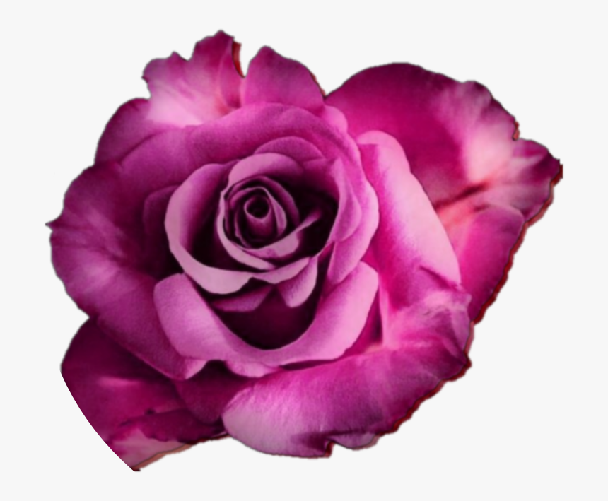 #rose #roses #flower #flowers #real #nature #edit #freetoedit - Rose, HD Png Download