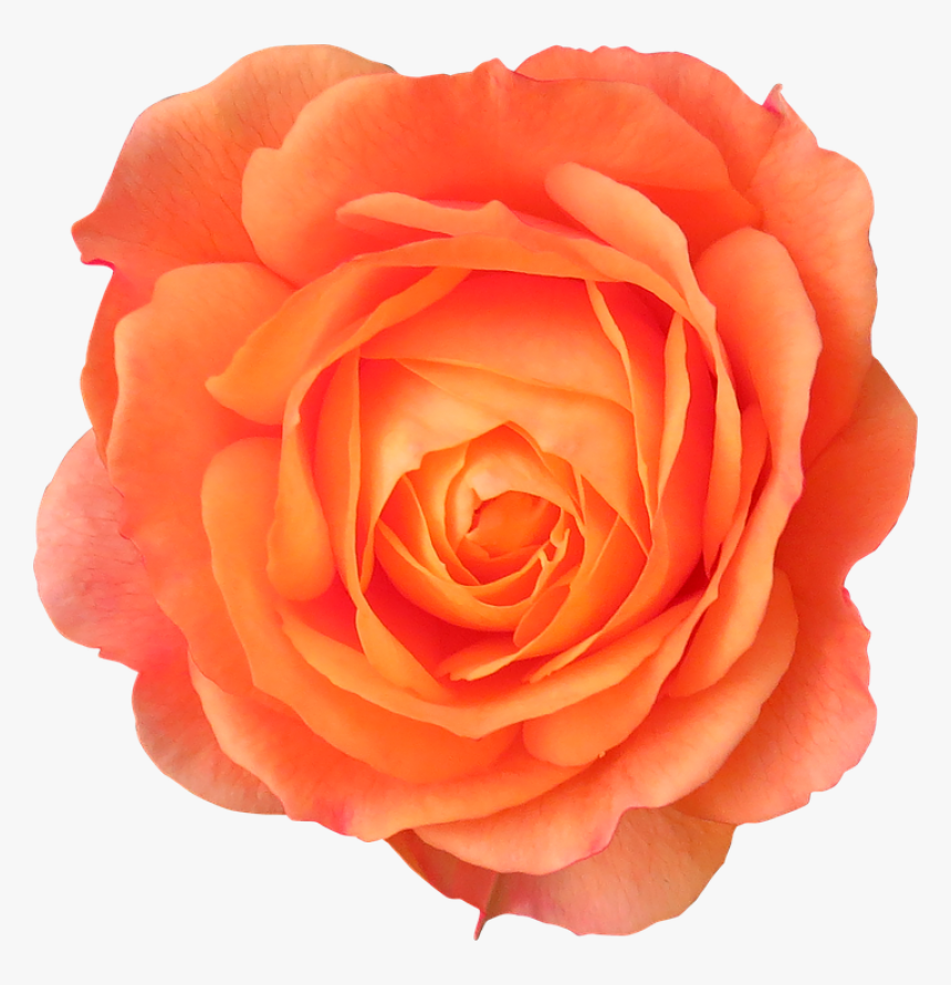 Orange Flower Transparent Background, HD Png Download