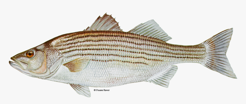 Illustration Of A Striped Bass - Striped Fish, HD Png Download