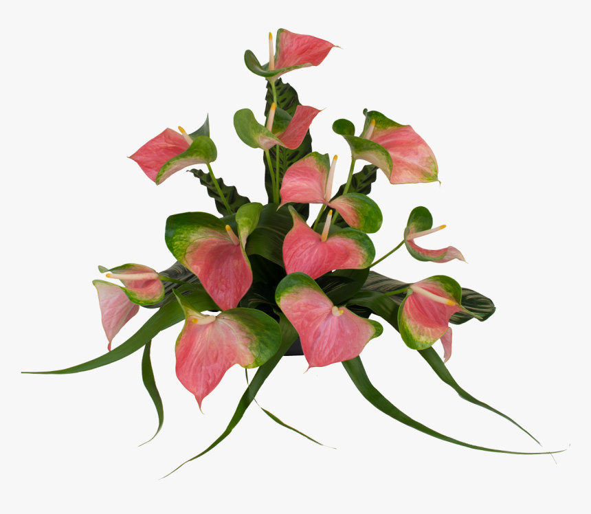 Anthurium Flower Real Pink Png Clipart , Png Download - Anthurium Flower Png, Transparent Png