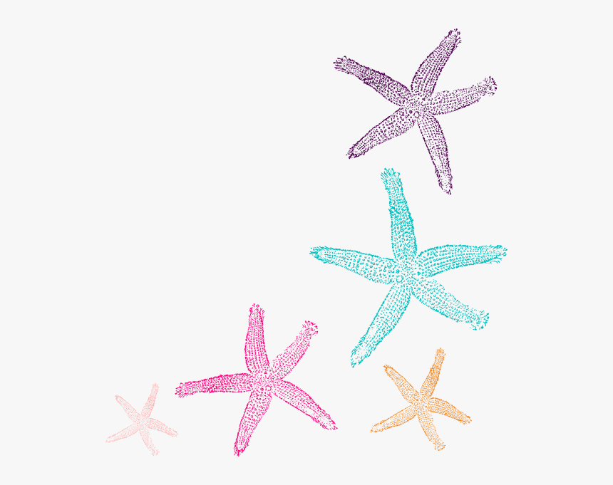 Starfish Border Png, Transparent Png
