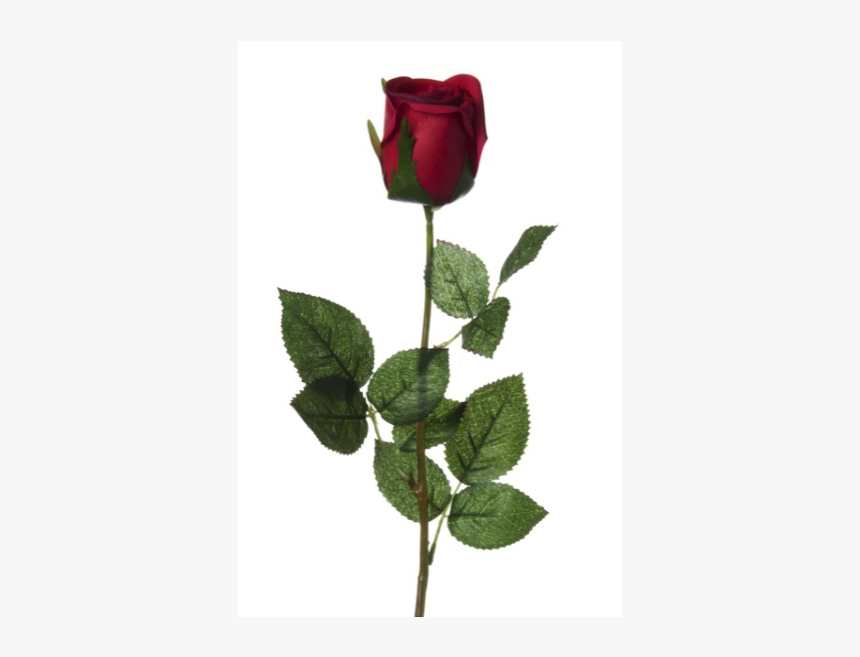 Real Rose Bud, HD Png Download