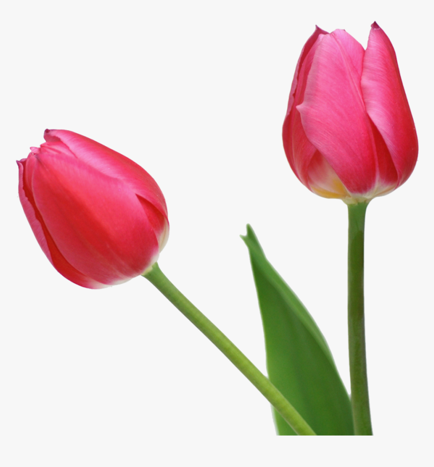 Tulip Clipart Real - Tulip Png, Transparent Png