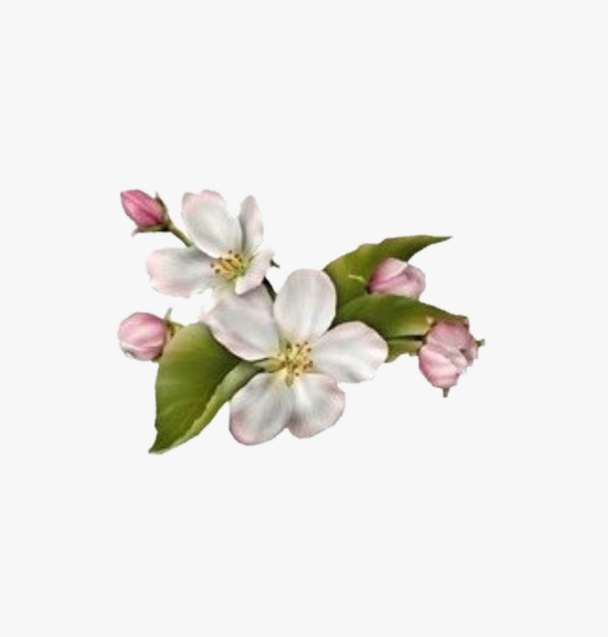 Dogwood Flower No Background, HD Png Download