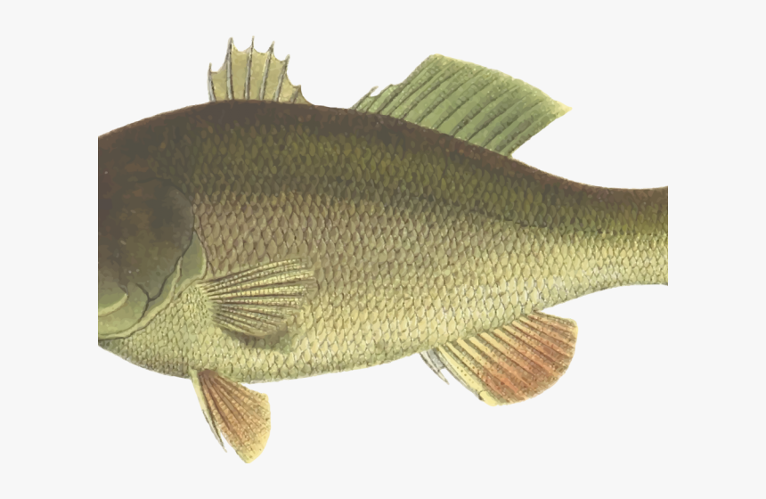 Bass Fish Cliparts - Bass Fish Clip Art, HD Png Download